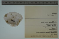 Epioblasma triquetra image