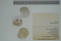 Cyprogenia stegaria image