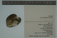 Epioblasma propinqua image