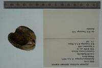 Epioblasma propinqua image