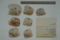 Epioblasma torulosa image