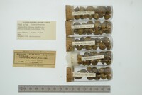 Leptoxis praerosa image