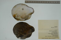 Theliderma metanevra image