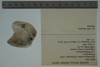 Epioblasma torulosa image