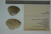 Epioblasma triquetra image