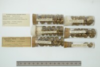 Media resource of Leptoxis picta