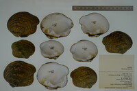 Theliderma metanevra image