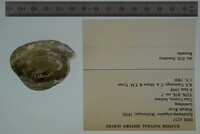 Epioblasma triquetra image