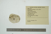 Epioblasma propinqua image