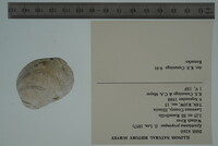 Epioblasma propinqua image