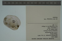 Epioblasma propinqua image