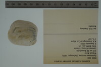 Epioblasma torulosa image