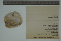 Epioblasma torulosa image