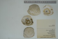 Cyprogenia stegaria image