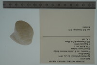 Epioblasma propinqua image