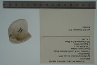 Epioblasma propinqua image