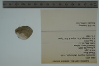 Epioblasma triquetra image