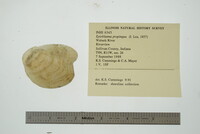 Epioblasma propinqua image