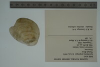 Epioblasma propinqua image