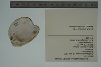 Epioblasma propinqua image