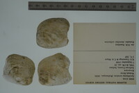 Epioblasma torulosa image