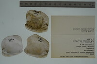 Epioblasma torulosa image