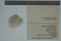 Epioblasma sampsonii image