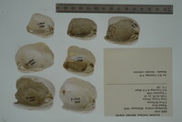 Epioblasma torulosa image