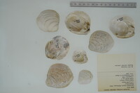 Cyprogenia stegaria image