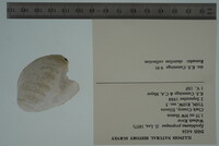 Epioblasma propinqua image