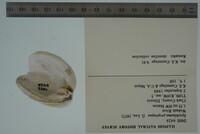 Epioblasma propinqua image