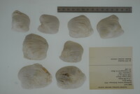 Epioblasma torulosa image