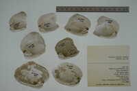 Epioblasma torulosa image