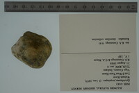 Epioblasma propinqua image