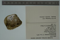 Epioblasma propinqua image