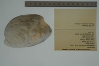 Plethobasus cicatricosus image