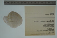 Epioblasma rangiana image