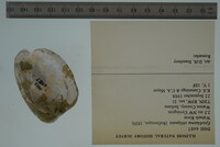 Epioblasma obliquata image