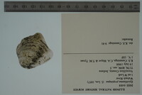 Epioblasma propinqua image