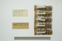 Media resource of Elimia carinifera