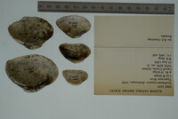 Epioblasma triquetra image