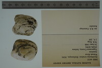 Epioblasma torulosa image