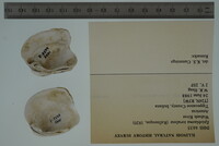 Epioblasma torulosa image