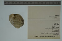 Epioblasma rangiana image