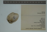 Epioblasma rangiana image