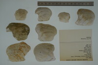 Epioblasma torulosa image