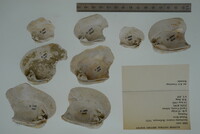 Epioblasma torulosa image