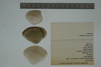 Epioblasma triquetra image