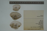 Epioblasma triquetra image