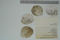 Cyprogenia stegaria image